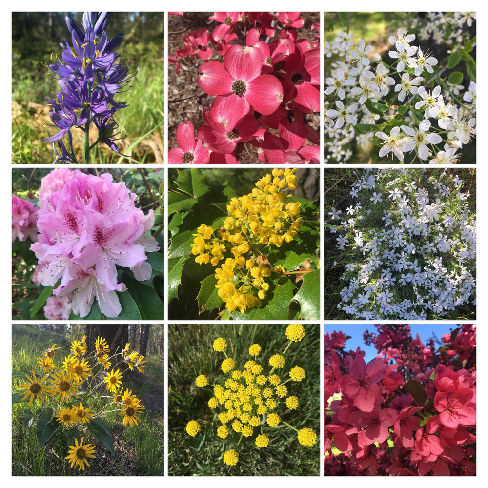 Meet your Posher, Malia